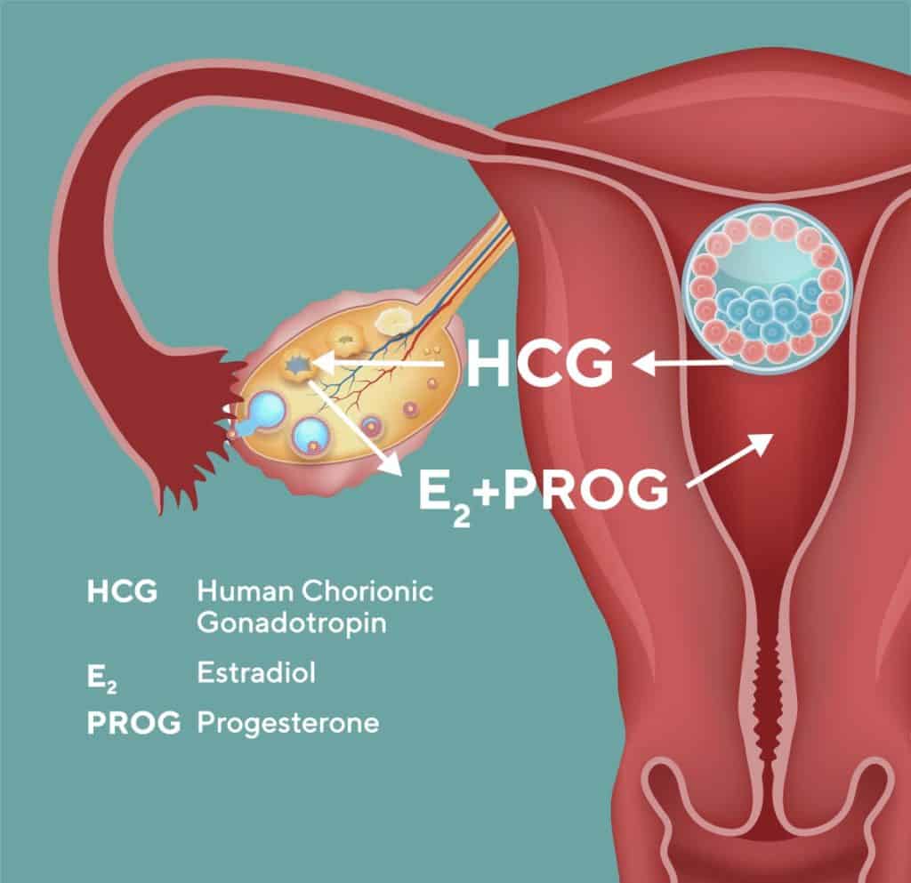 Embryo-moderdialogen under första trimestern vid naturligt skapad graviditet